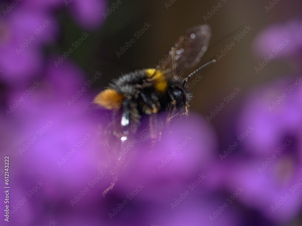 Fototapeta premium bee on flower