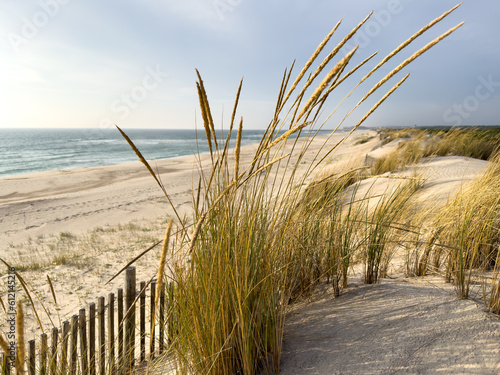 Fototapeta Naklejka Na Ścianę i Meble -  Beach grass on dune landscape