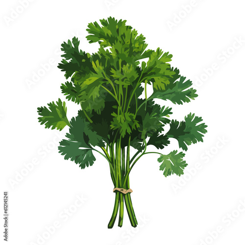 parsley, bundle for healthy cooking