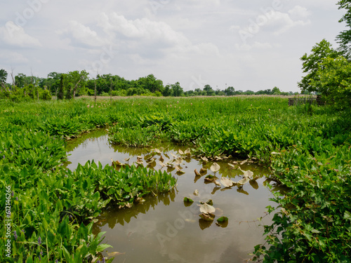 Aquatic Plants and Swamp