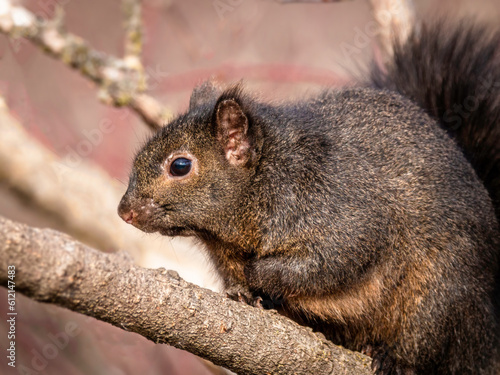 Eastern Gray Squirrel on a tree branch., close up © Teresa