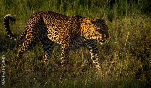 leopard on the prowl