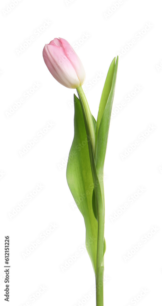One beautiful delicate tulip isolated on white One beautiful delicate tulip isolated on white
