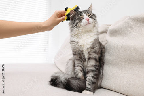 Obraz na płótnie Woman brushing her cute cat on sofa at home, closeup
