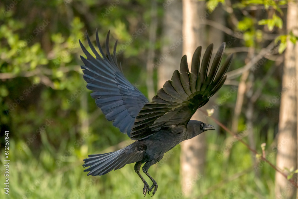 Naklejka premium Common Crow in flight in Spring