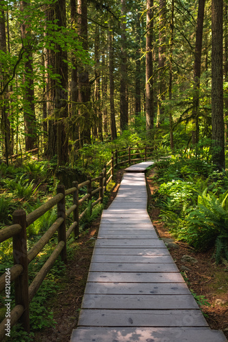 Eco path wooden walkway in the forest. Ecological trail path. Wooden path in the National park in Canada. Travel photo