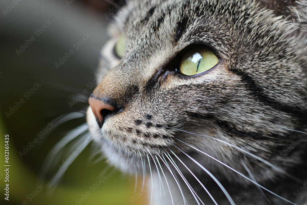 Gato doméstico jovem, cinza tigrado, pelagem tabby Gato doméstico jovem, cinza tigrado, pelagem tabby