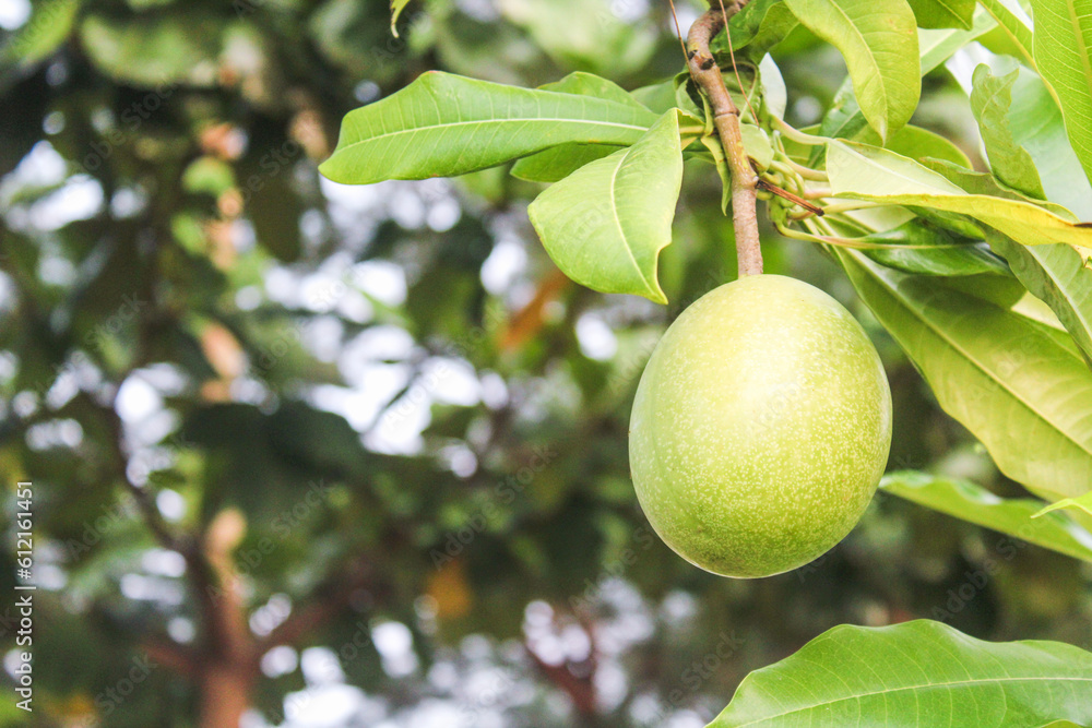 Cerbera manghas on a tree, commonly known as sea mango or bintaro