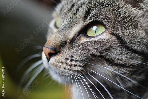 Gato doméstico jovem, cinza tigrado, pelagem tabby photo