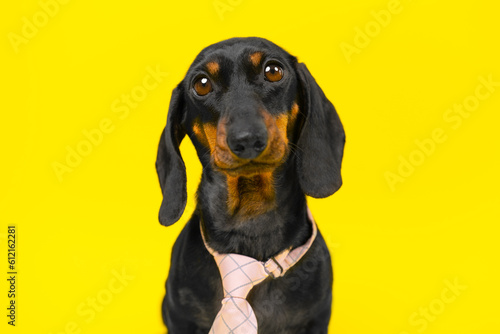 Portrait of dog of ridiculous simpleton apprentice, trainee starting career in the office. Confused college graduate in job interview HR. Funny silly puppy in strict clothes looks sadly at the camera