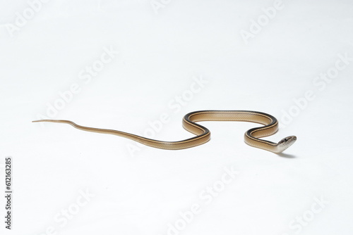 Culebra Rayada Yucateca (Coniophanes schmidti)