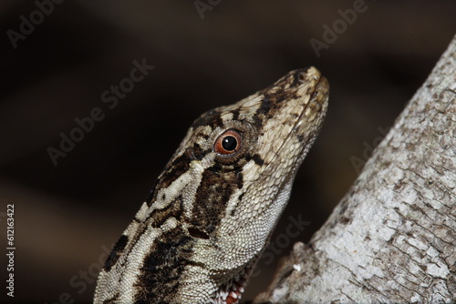 Anolis