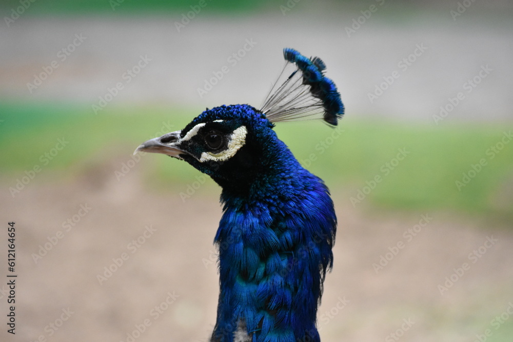 Primer plano de la cabeza de un pavo real con plumas vibrantes Primer plano de la cabeza de un pavo real con plumas vibrantes