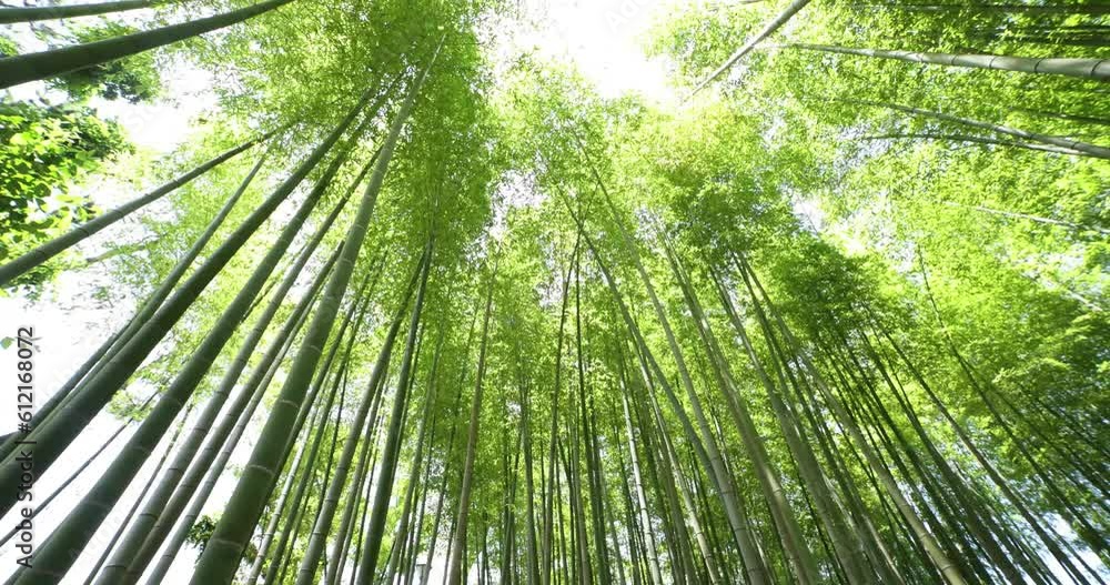 A green bamboo forest in spring wide shot low angle A green bamboo forest in spring wide shot low angle