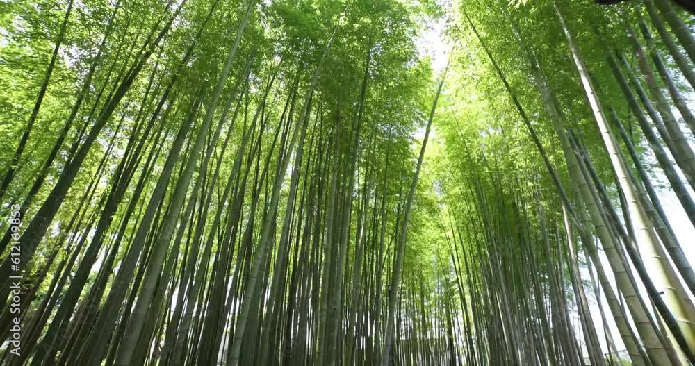 A green bamboo forest in spring sunny day wide shot tilt down A green bamboo forest in spring sunny day wide shot tilt down