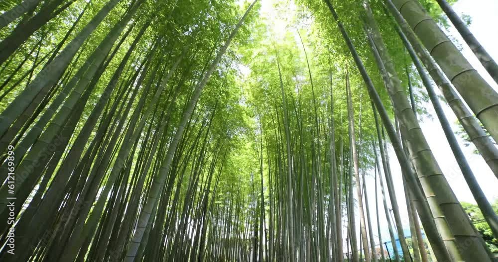 A green bamboo forest in spring sunny day wide shot tilt down A green bamboo forest in spring sunny day wide shot tilt down