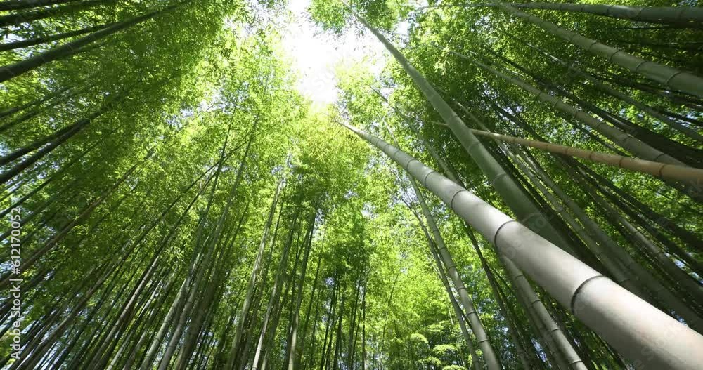 A green bamboo forest in spring wide shot low angle A green bamboo forest in spring wide shot low angle