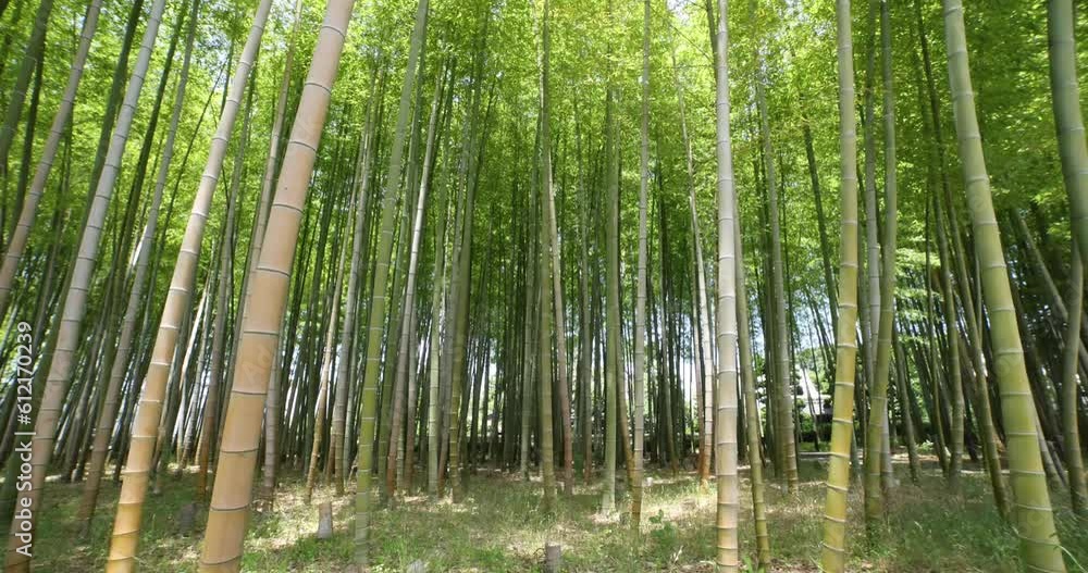 A green bamboo forest in spring sunny day wide shot A green bamboo forest in spring sunny day wide shot