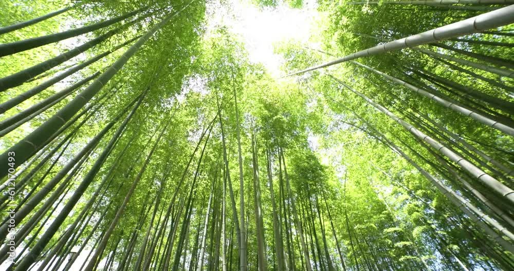A green bamboo forest in spring sunny day wide shot panning A green bamboo forest in spring sunny day wide shot panning
