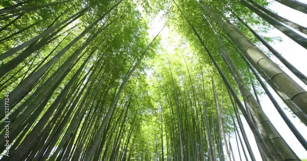 A green bamboo forest in spring sunny day wide shot tilt down A green bamboo forest in spring sunny day wide shot tilt down