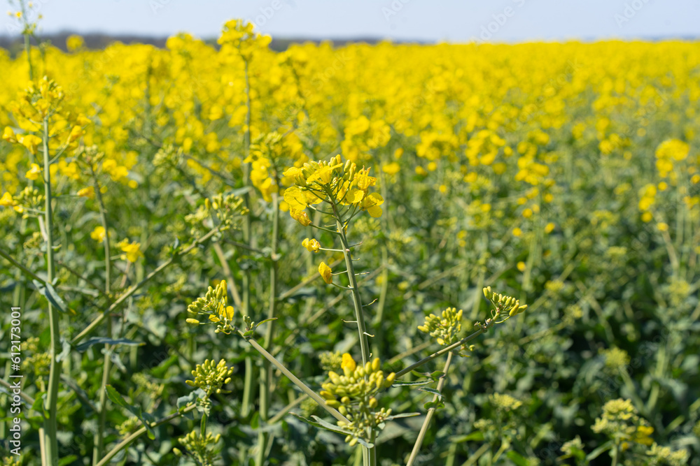 Field of colza rapeseed yellow flowers and blue sky. Oilseed, canola, colza. Nature background. Spring landscape. Ukraine agriculture illustration Field of colza rapeseed yellow flowers and blue sky. Oilseed, canola, colza. Nature background. Spring landscape. Ukraine agriculture illustration