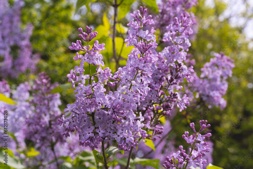 Beautiful lilac flowers. Purple lilac flowers on the bush. Springtime background.