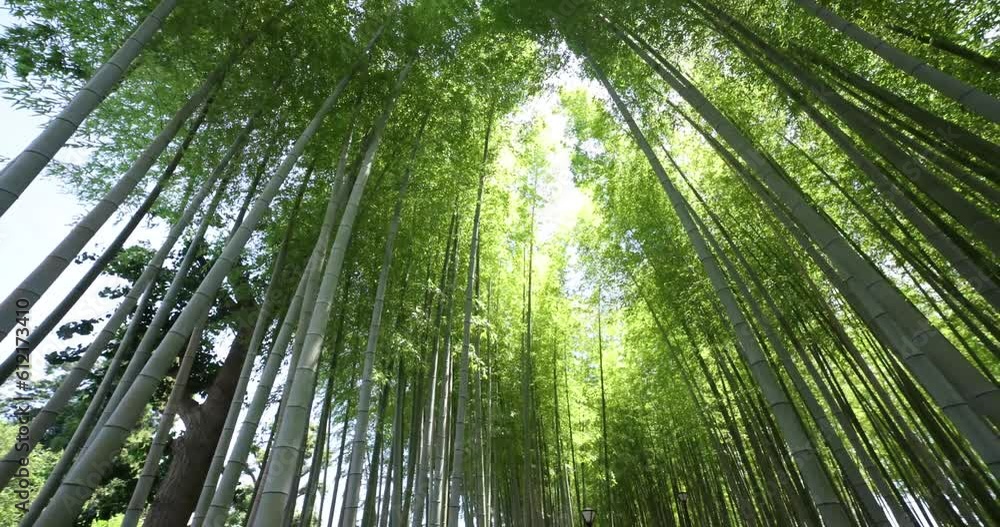 A green bamboo forest in spring sunny day wide shot panning A green bamboo forest in spring sunny day wide shot panning