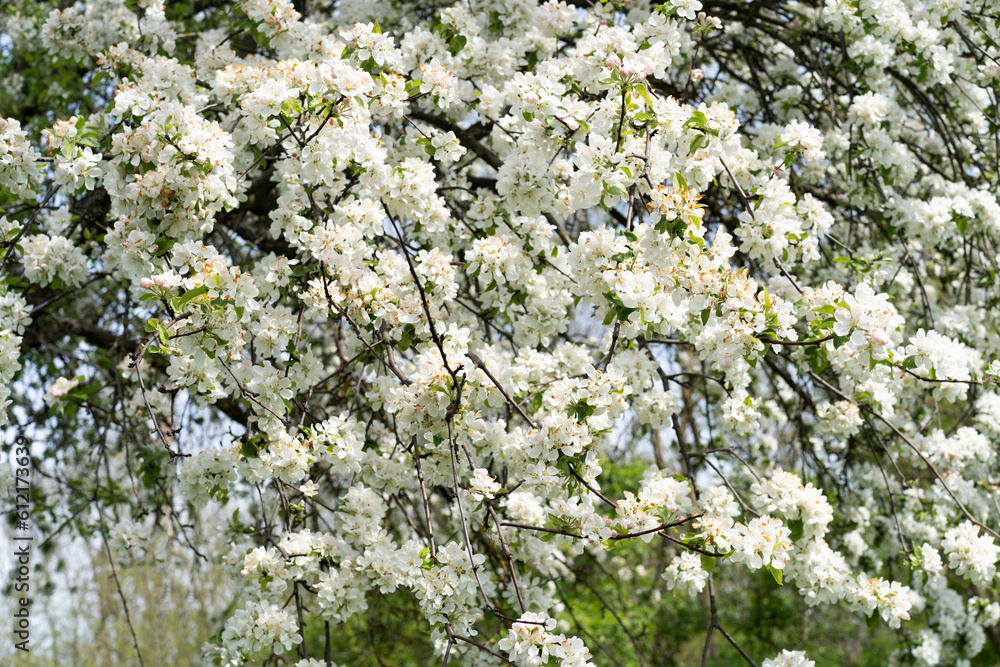Beautiful white flowers on a branch of an apple tree against the background of a blurred garden. Apple tree blossom. Spring background Beautiful white flowers on a branch of an apple tree against the background of a blurred garden. Apple tree blossom. Spring background