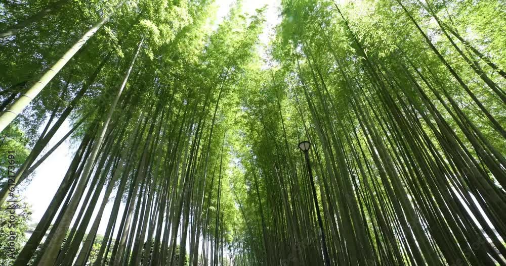 A green bamboo forest in spring wide shot low angle A green bamboo forest in spring wide shot low angle