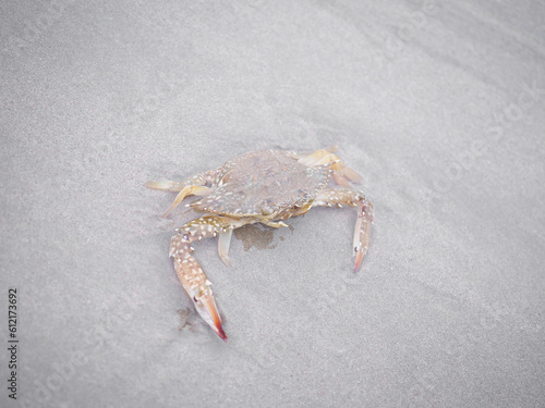 Blue crab diving into the water sea and sand
