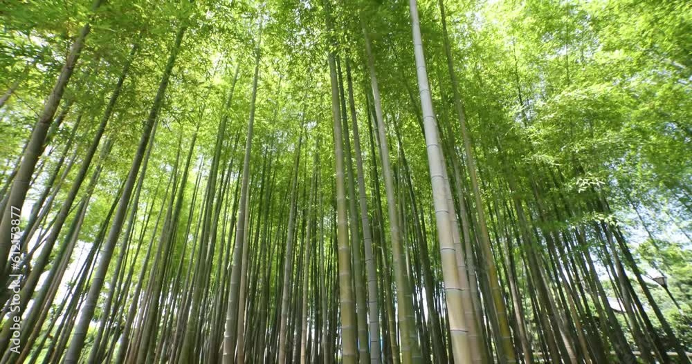 A green bamboo forest in spring sunny day wide shot tilt up A green bamboo forest in spring sunny day wide shot tilt up