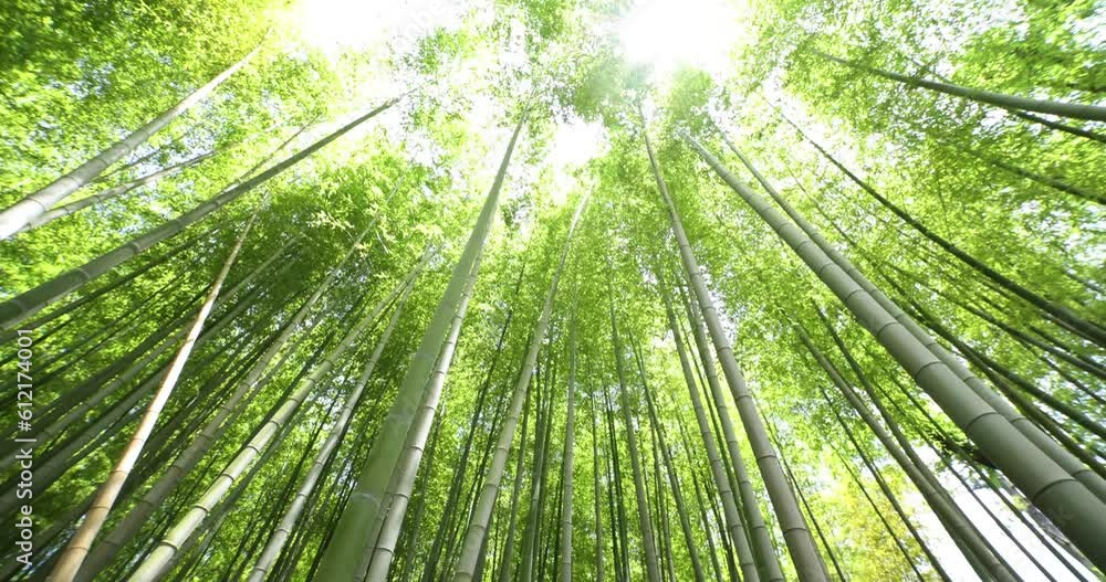 A green bamboo forest in spring wide shot low angle A green bamboo forest in spring wide shot low angle