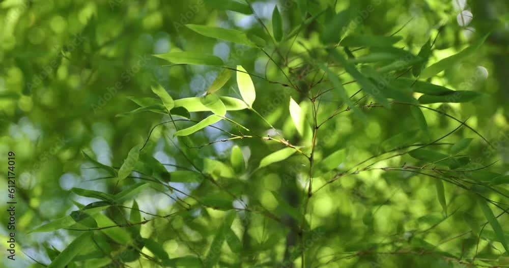 Green bamboo leaves in Japanese forest in spring sunny day Green bamboo leaves in Japanese forest in spring sunny day