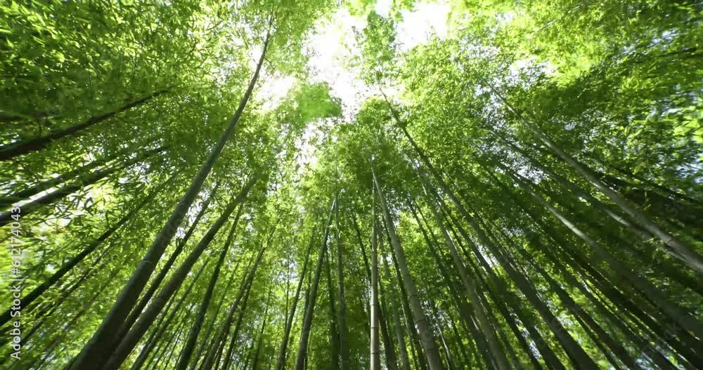 A green bamboo forest in spring sunny day wide shot panning A green bamboo forest in spring sunny day wide shot panning