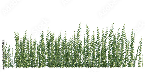 Canvas Print isolated cutout climbing plant, best use for landscape design, architectural design, and post pro visualization render