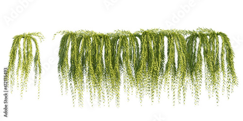 Fototapeta Naklejka Na Ścianę i Meble -  isolated cutout creepers plant or hanging plant, best use for landscape design, architectural design, and post pro visualization render.