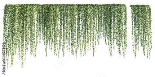 Murais de parede isolated cutout creepers plant or hanging plant, Vernonia elliptica/Vernonia elaeagnifolia, best use for landscape design, architectural design, and post pro visualization render