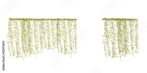 Vászonkép isolated cutout creepers plant or hanging plant Vernonia elliptica/Vernonia elaeagnifolia, best use for landscape design, architectural design, and post pro visualization render