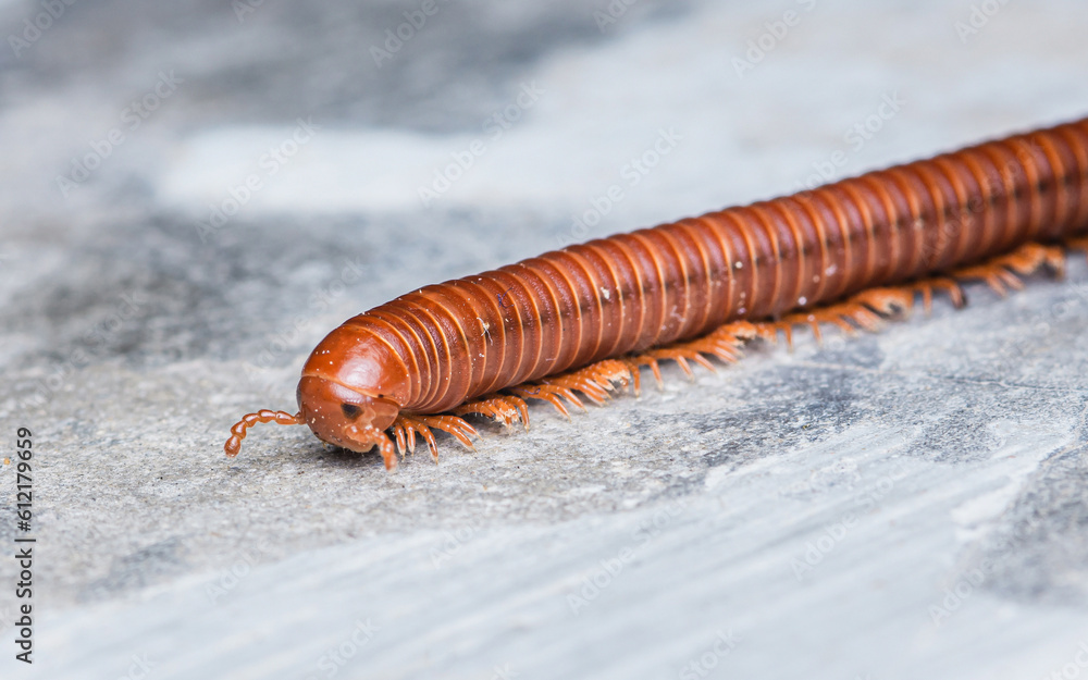 Close up a big millipede crawling on the cement floor, Selective focus. Close up a big millipede crawling on the cement floor, Selective focus.