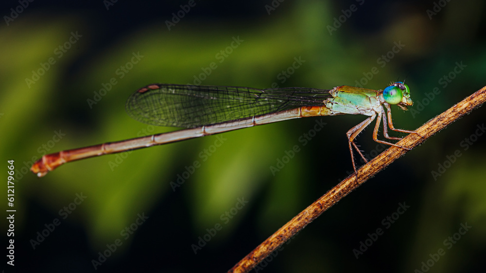 A colorfull damselfly perched on a tree branch and nature background, Selective focus, insect macro, Colorful insect in Thailand. A colorfull damselfly perched on a tree branch and nature background, Selective focus, insect macro, Colorful insect in Thailand.