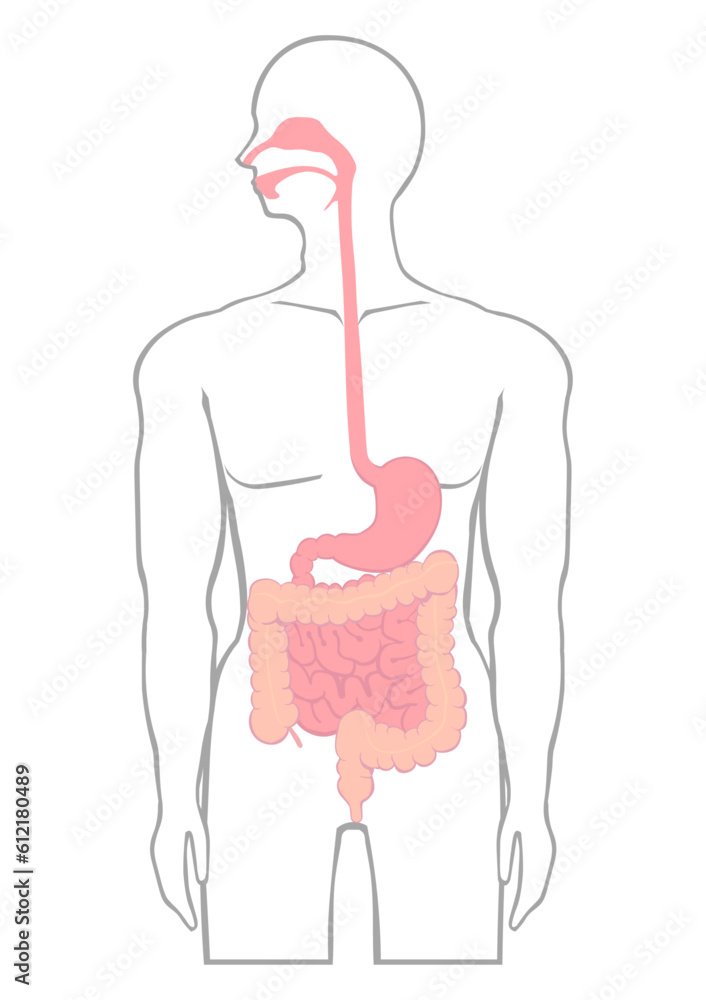 人の食道から胃と腸の位置を示すイラスト