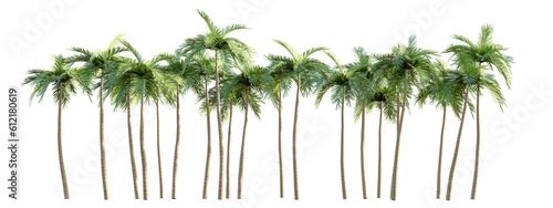 isolated cutout of group coconut tree, best use for landscape design and post pro render visualization