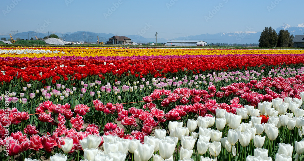 Rows of white tulips in garden istanbul. High quality Tins Double White tulips