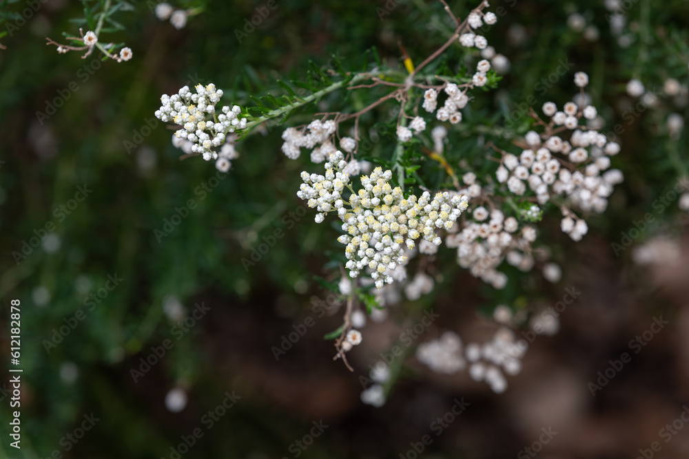 Rice flower with small white flowers. Ozothamnus diosmifolius Rice flower with small white flowers. Ozothamnus diosmifolius