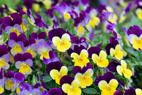 A viola pansy found in the botanical garden. viola tricolor  little pansy