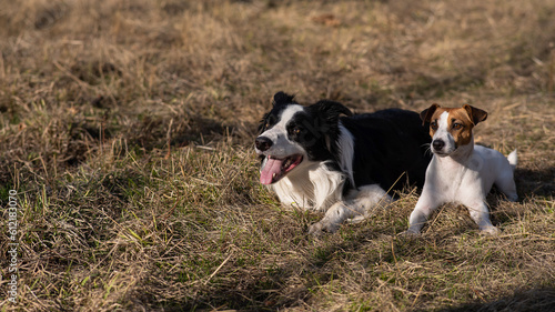 Dog jack russell terrier and border collie lie on yellow autumn grass. 
