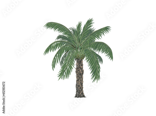 date palm clipart. date tree vector illustration isolated on white