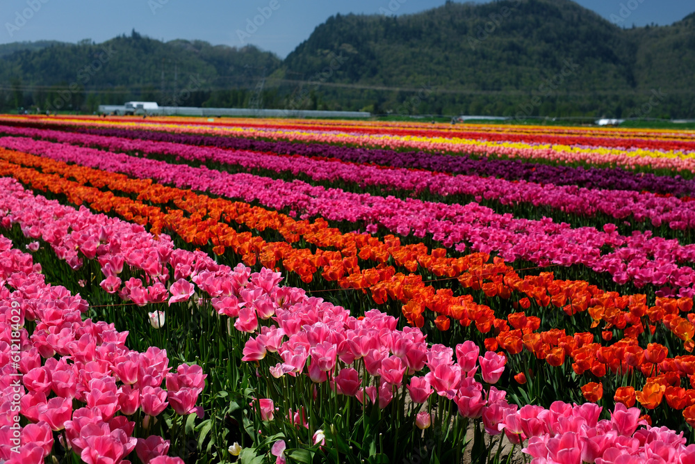 beautiful huge field with multi-colored tulips leaving in mountains Canada Vancouver beauty purity flora spring Camping walk in the field no people morning day ecology