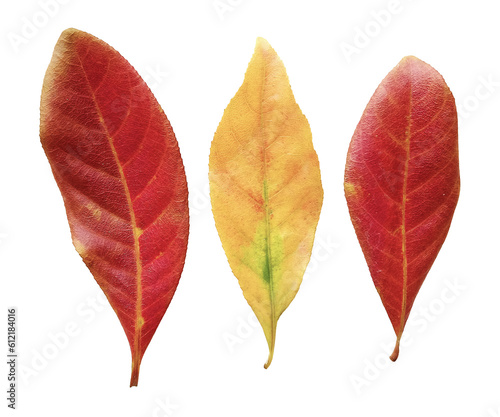 Set of Colorful Leaves - Indian Putat Leaves 