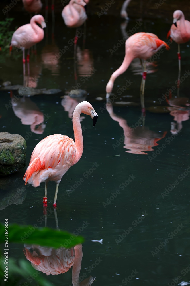 Greater Flamingo (phoenicopterus roseus) at zoo in Taipei Taiwan Greater Flamingo (phoenicopterus roseus) at zoo in Taipei Taiwan